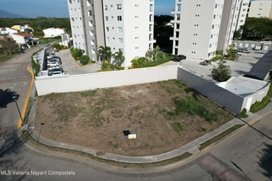 LOTE FLAMINGOS