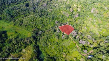 Lote Mamey 8
